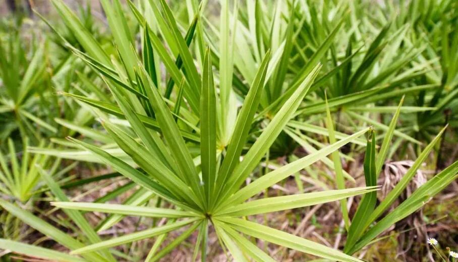 Saw palmetto