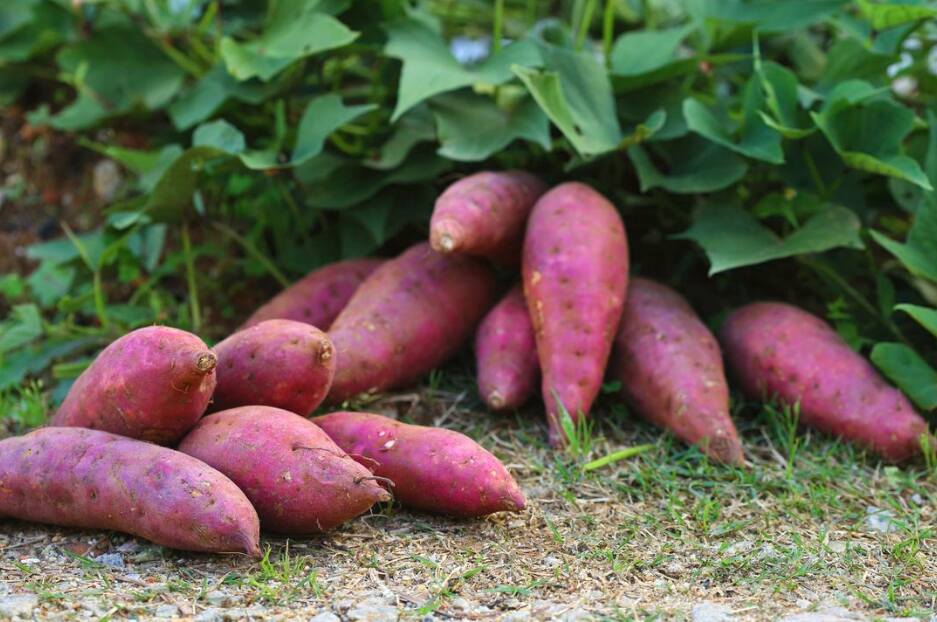 Sweet Potatoes